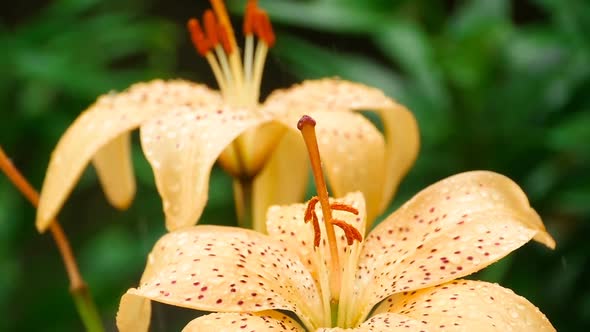 Creamy Lily Flower under Rain