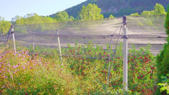 Big Apple Plantation with Ripe Red Fruits Growing Under Mesh