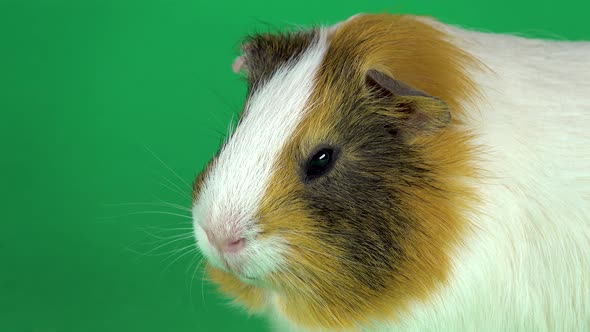 Short-haired Colored Guinea Pig on a Green Background Screen in Studio