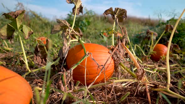 Dolly motion to the left of large pumpkins on withering vines with blue sky in the background.