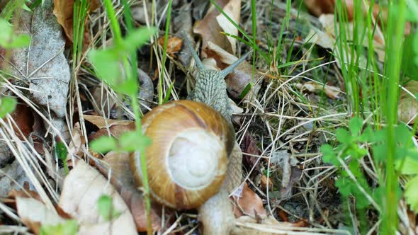 Close-up of a snail slowly crawling in the forest on green grass and leaves.