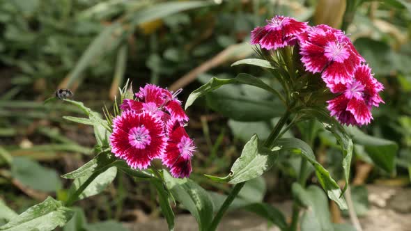 Garden flower Sweet William Dianthus barbatus 4K footage