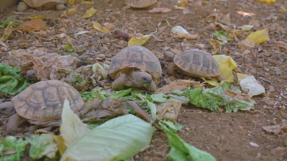 Brown Adriatic turtles eating salad leaves at house garden.