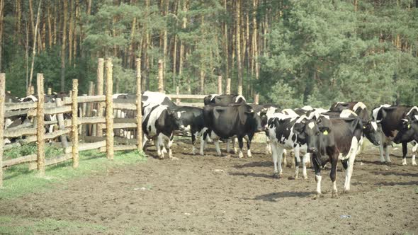 Cows on a Pasture Farm