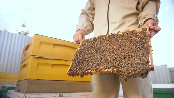 Beekeepers Looking at the Panel From the Beehive