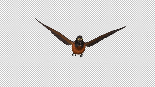 American Robin - Flying Loop - Front View CU - Transparent Loop