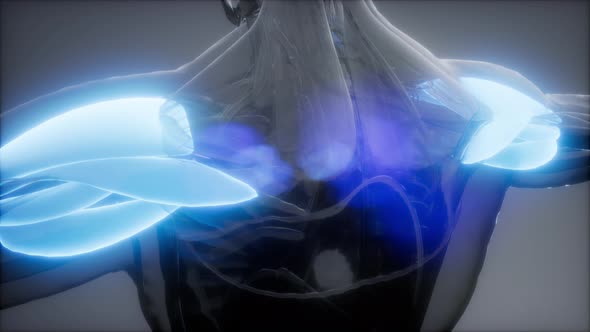 Deltoid - Visible Muscle Anatomy Map alt