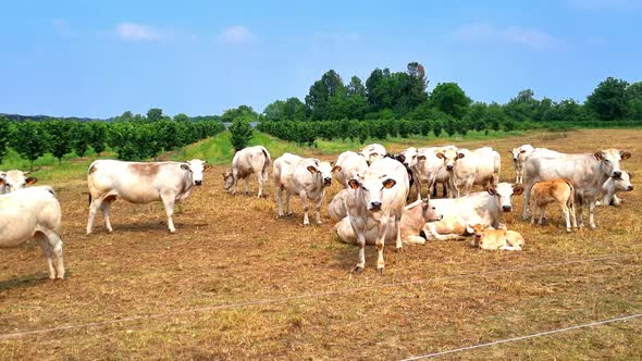 Herd of cows in Italy