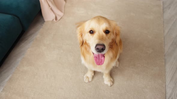 Closeup of Golden Retriever Sitting on Floor in Living Room