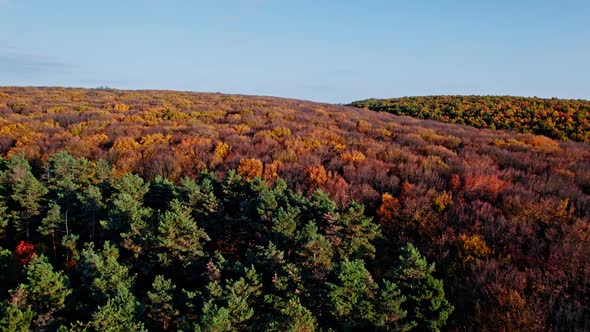 Aerial Top Down View of Forest in the Autumn