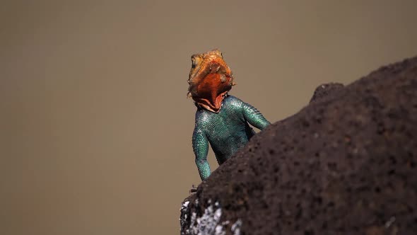 Red-headed Rock Agama, agama agama, Male standing on Rock, Baringo Lake in Kenya, Slow motion