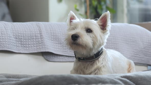 West highland white terrier lying still on a sofa cushion in apartment.