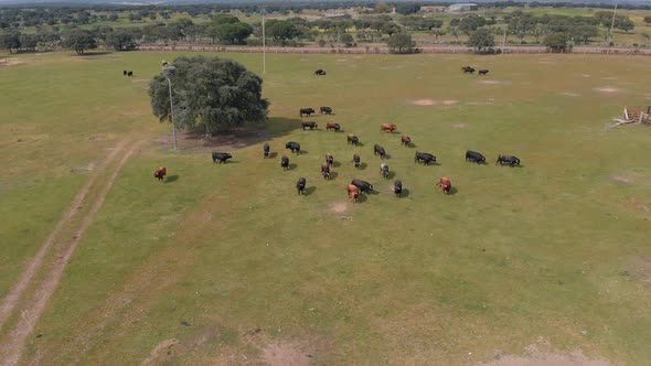 Holm Oak and bulls on a farm, drone shoots