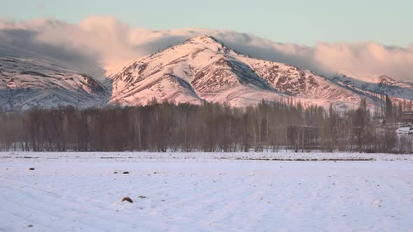 Mountains Behind Poplar Trees on Flat Snowy Plain in Winter