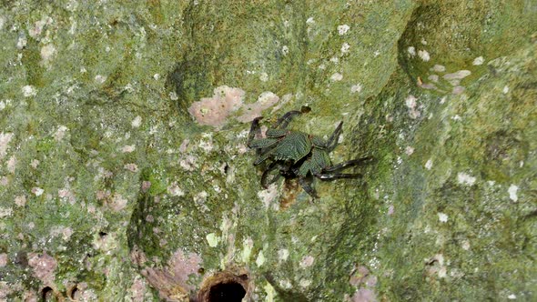 Crabs on the rocks at Bellows Field Beach Park.