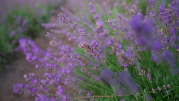 Purple Patches in Blooming Lavender Field