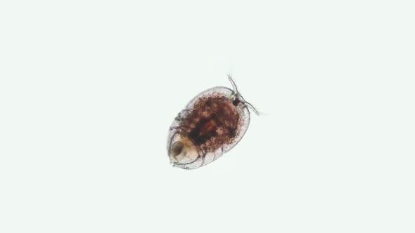 Crustacea of family Porcellidiidae under the microscope, Harpacticoida Order