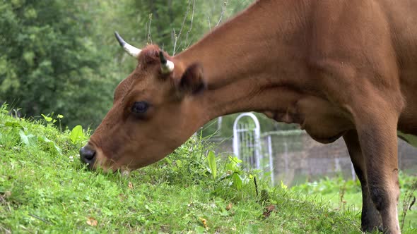 A Brown Cow Eats Grass and Grazes in a Clearing on a Farm