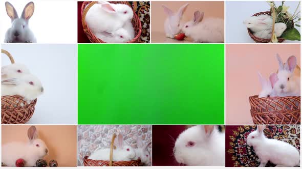 Large Collection of Rabbit Pet and Exotic in Different Position Isolated on White Background