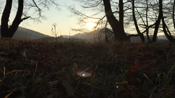 A walk in the forest, autumn season, filmed from the ground at sunset with light coming from upfront
