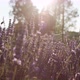 Lavender in the Sunset - VideoHive Item for Sale