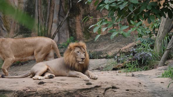 Lion (panthera leo) couple relax in the wild