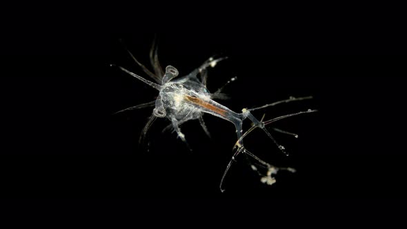 Shrimp Larva Under a Microscope, at the 3Rd Stage of the Zoea, Many Decapoda Larvae