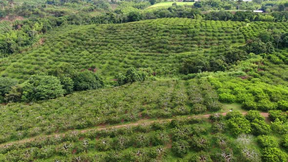 Soursop Cultive in the Farm Mountain