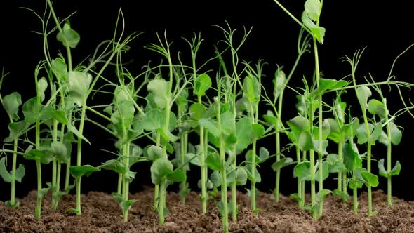 Time Lapse of Growth Green Peas Beans Plants