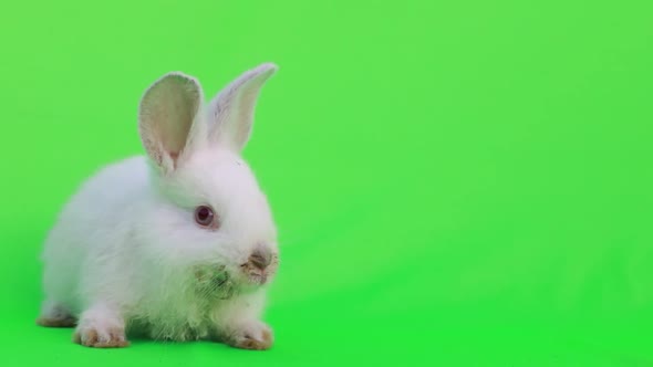 White Easter bunny on a green background. Easter holiday