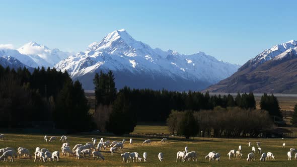 sheep graze on glentanner station with mt cook towering in the distance