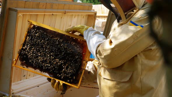 Beekeeper Holding a Honeycomb Full of Bees