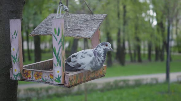 The Pigeon Sits on a Broken Bird Feeder in the Park. Bird in the Feeder Outdoors
