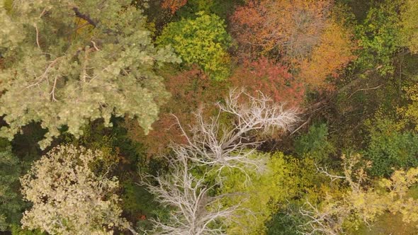 Vertical Video of an Autumn Forest During the Day in Ukraine