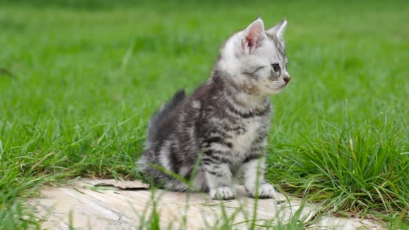 Cute American Short Hair Kitten Lying And Looking In The Park