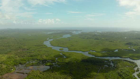 Aerial View of Mangrove Forest and River