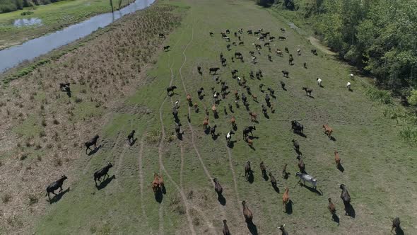 Cattle Grazing on the Meadow