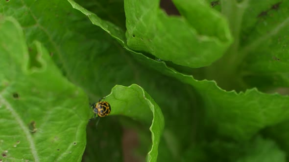 Insect On Leaf Of Green Vegetable