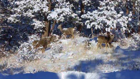 Mule Deer herd foraging on a snow covered hillside and looking up at the camera during winter in Col