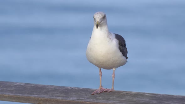 A white seagull rests near the Pacific Ocean