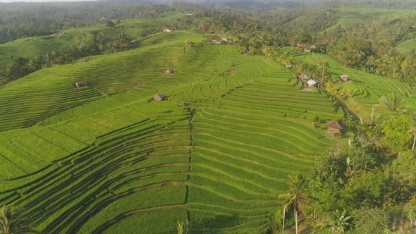 Rice Fields with Agricultural Land in Indonesia