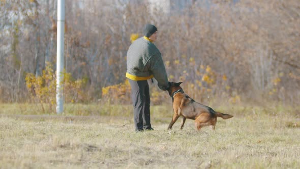 A Man Training His German Shepherd Dog - the Dog Strongly Clenching Teeth on a Sleeve