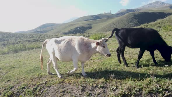 Cows Walking on Green Meadow in Mountainous Terrain on Sunny Day. Animals Grazing on Hill in Summer