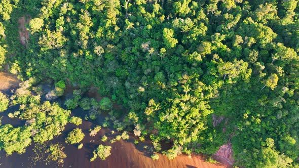 Stunning landscape of Amazon Forest at Amazonas State Brazil.