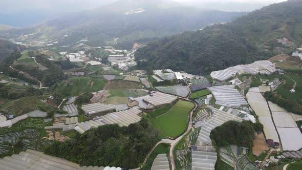 Cameron Highlands, Pahang Malaysia