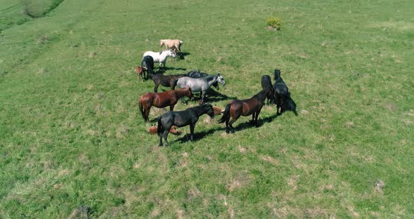 Flight Over Wild Horses Herd on Mountain Meadow. Summer Mountains Wild Nature. Freedom Ecology