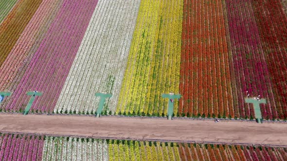 Aerial View of Flower Fields.