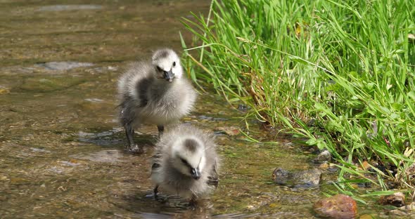 Barnacle Goose, branta leucopsis, two goslings standing in Water, Normandy, slow motion 4K