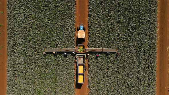 Farm workers picking Broccoli in a field, Aerial view.