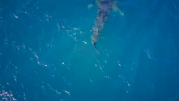 Aerial view of an whale shark off Mafia Island in Tanzania.